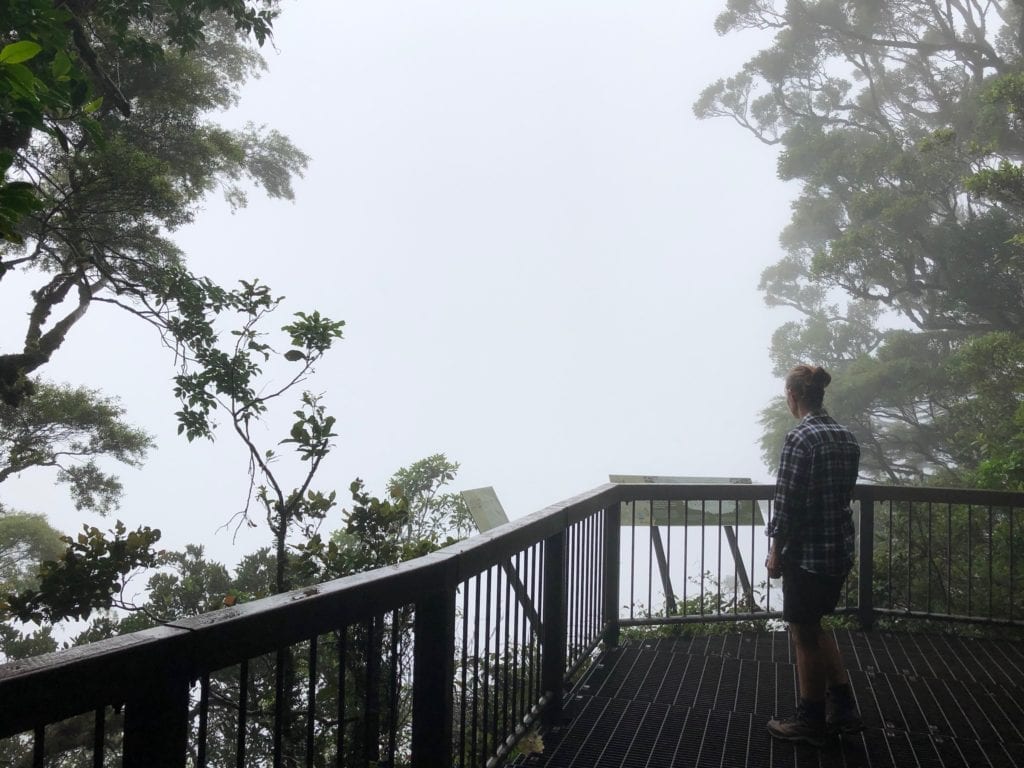 Sylvester's Lookout was a wall of fog. Main Range National Park, Gondwana Rainforest.