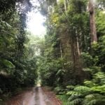 Lookout Road passes through incredibly beautiful Gondwana rainforest. Main Range National Park.