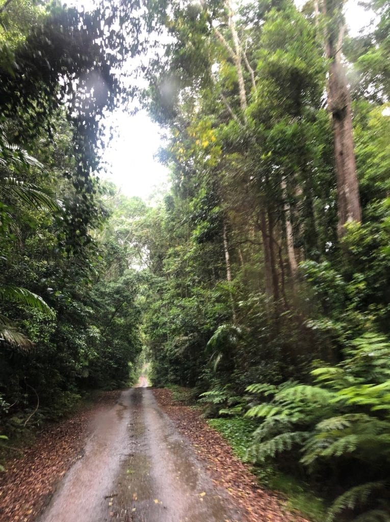 Lookout Road passes through incredibly beautiful Gondwana rainforest. Main Range National Park.