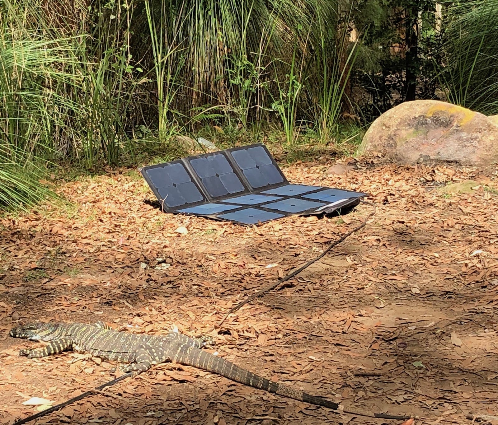 Our REDARC solar blanket with a goanna on the extension lead.