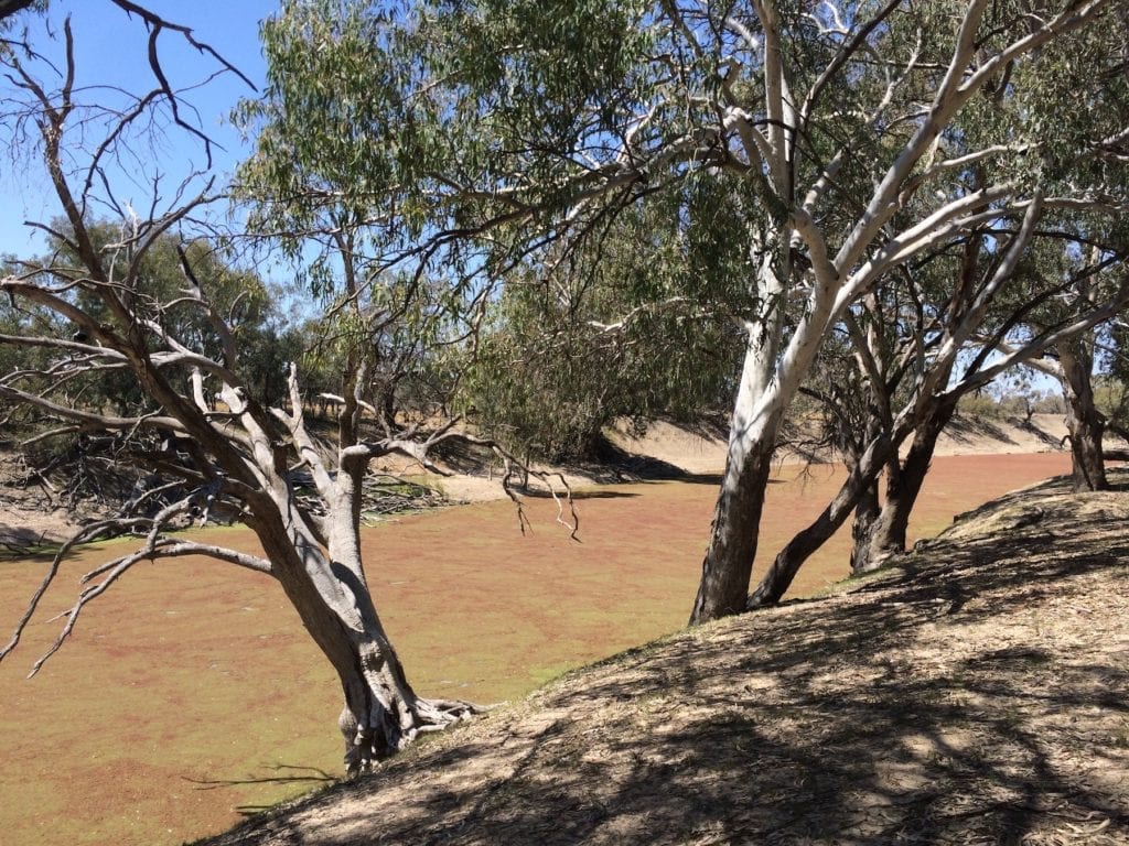 A thick mat of weed growing on the Darling River near Tilpa, 2014. Murray Darling Basin.