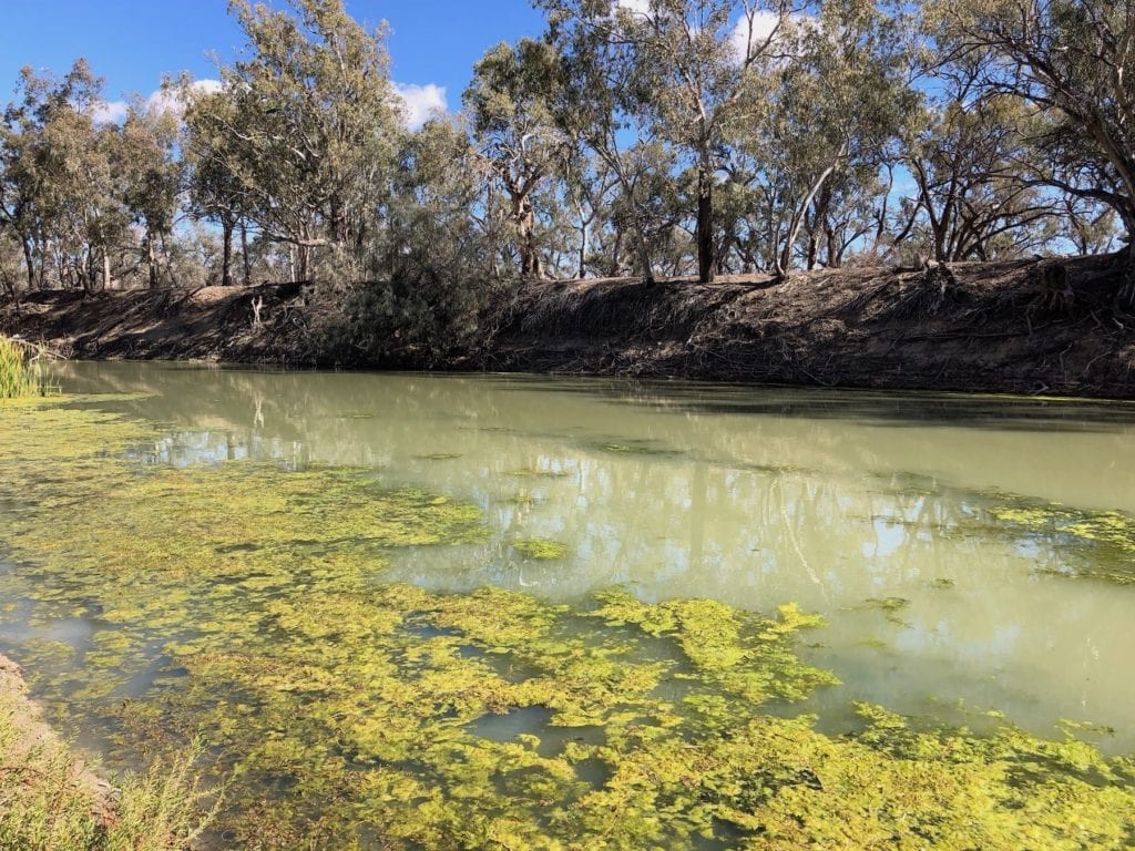 Blue-green algae at Pooncarie, August 2018. Murray Darling Basin.