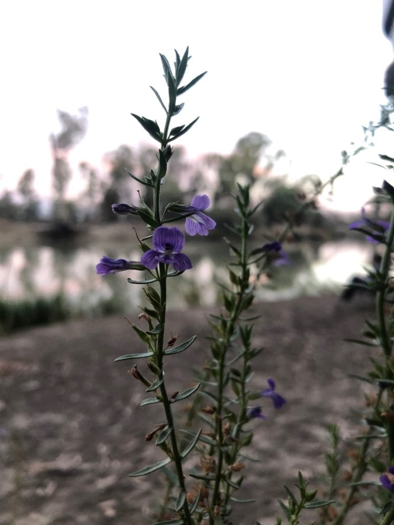 Camping On The Murray River. This pretty purple flower was a favourite with the bees.