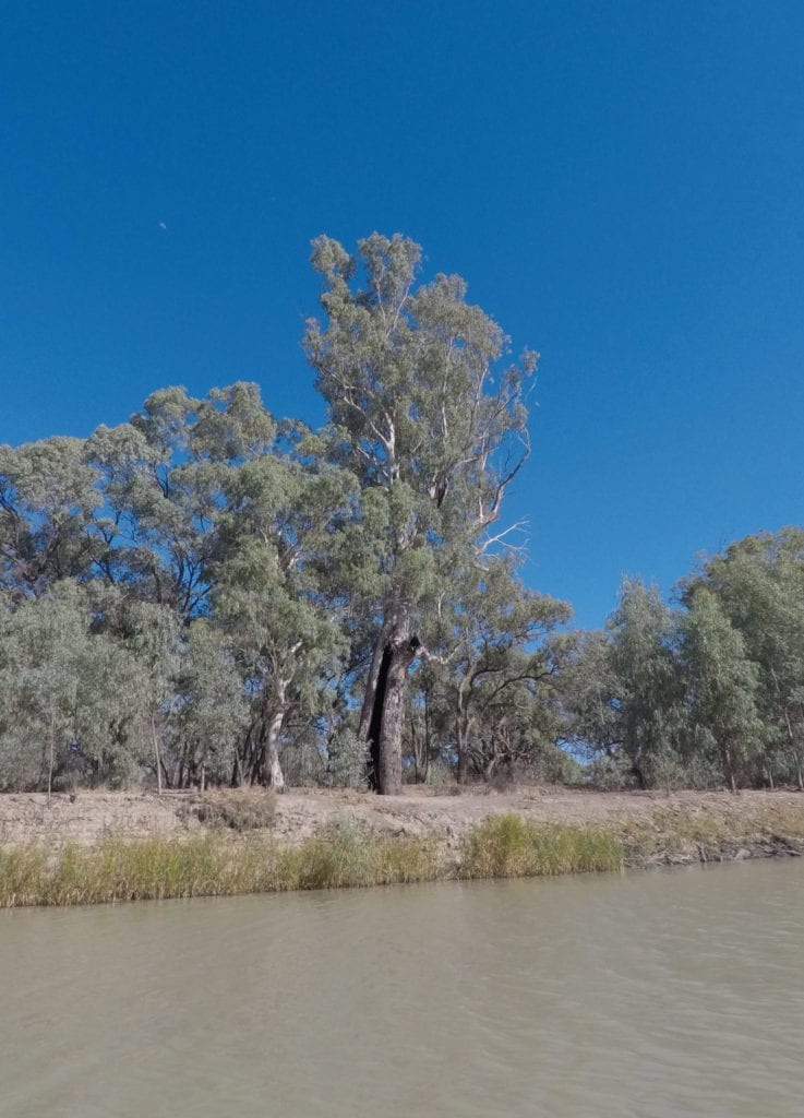 Kayaking The Murray River. Old river red gums line the banks.