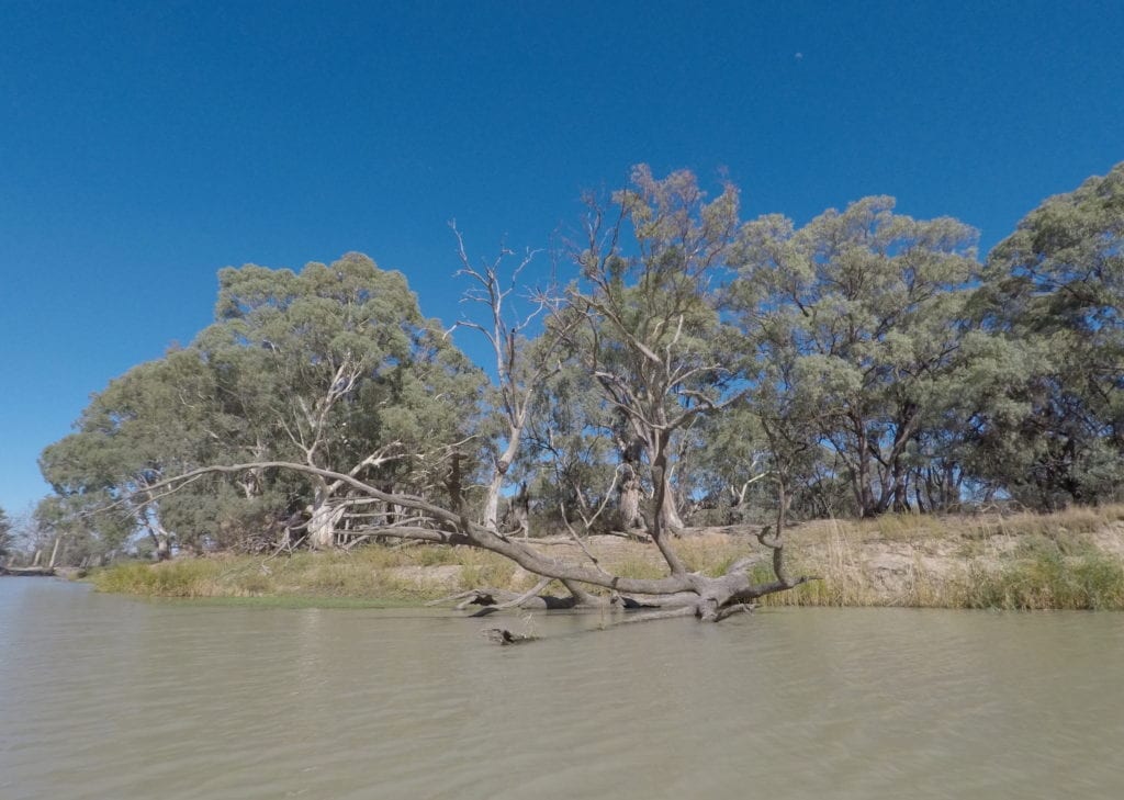 Kayaking The Murray River. Watch out for the dead trees in the water.