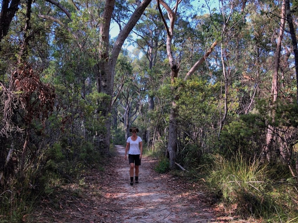 Walking through the dry eucalypt forest on the Needles Walk, Gibraltar Range National Park.