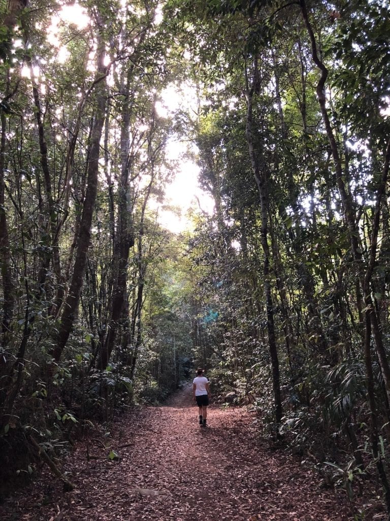 The beautiful rainforest on the Needles Walk, Gibraltar Range National Park.