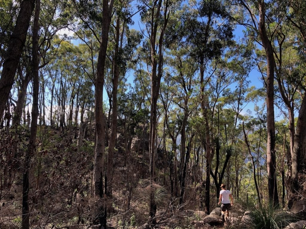 Walking along the ridge-line on the Needles Walk, Gibraltar Range National Park.