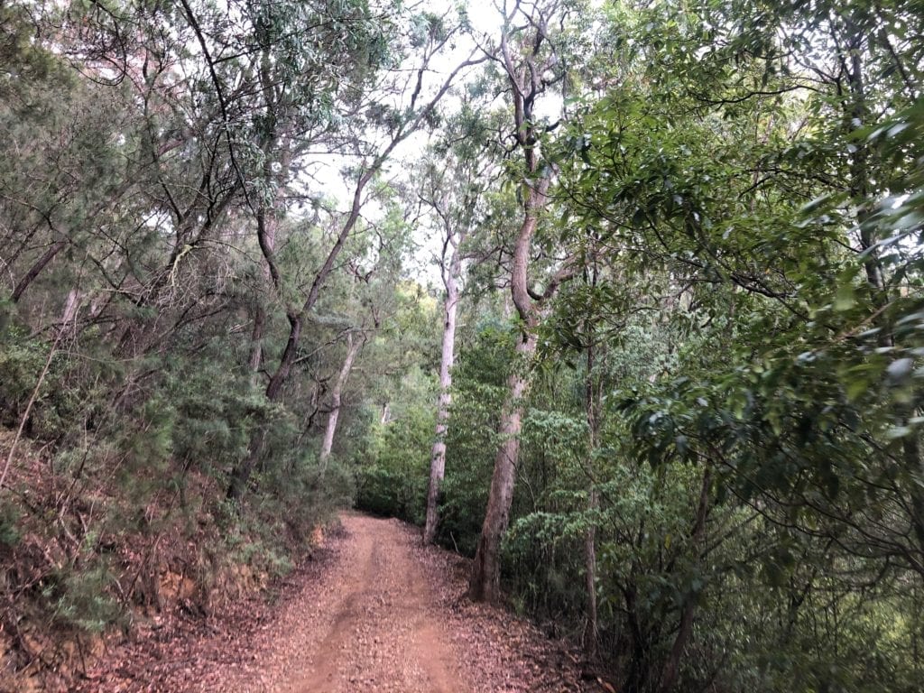 Bourkes Road, Wadbilliga National Park.