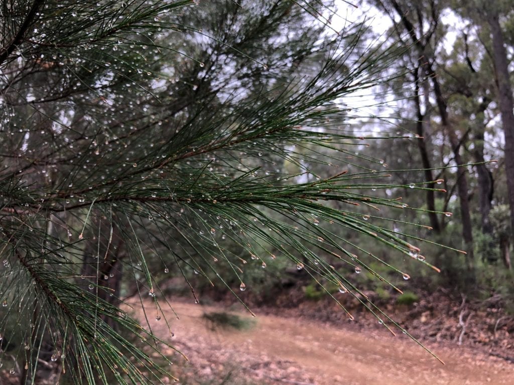 Dew on pine needles, Wadbilliga National Park.