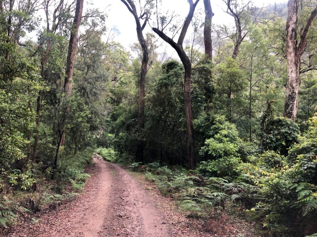 Sub-tropical rainforest, Wadbilliga National Park.