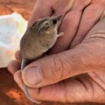 The fat-tailed dunnart is a tiny mammal found within Wild Deserts project area.