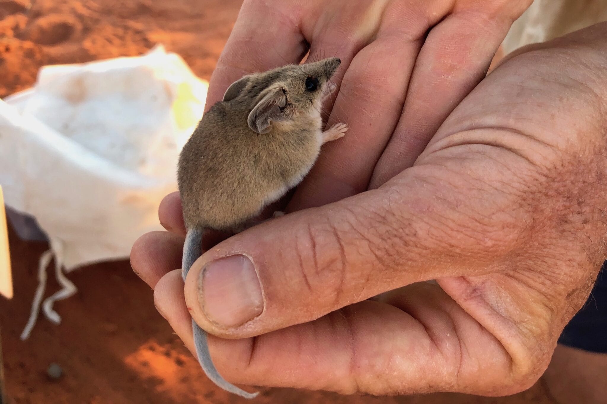 The fat-tailed dunnart is a tiny mammal found within Wild Deserts project area.