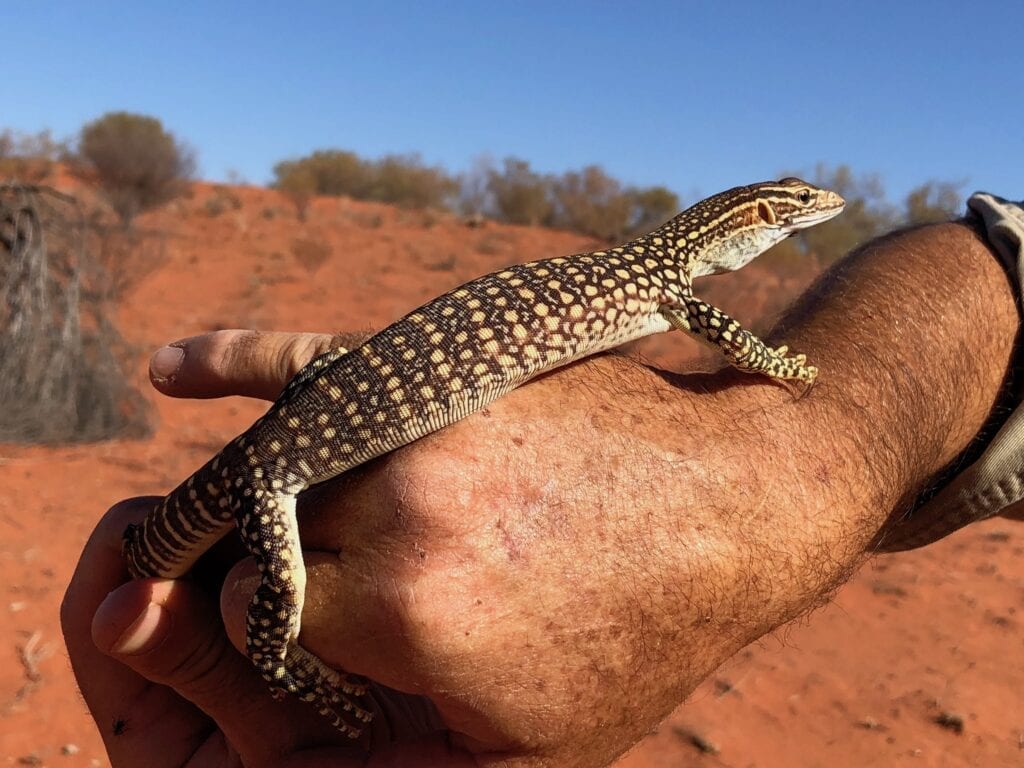 A Gould's goanna with its beautiful markings..