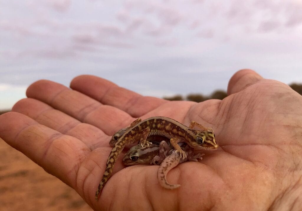 A collection of three tiny geckos.