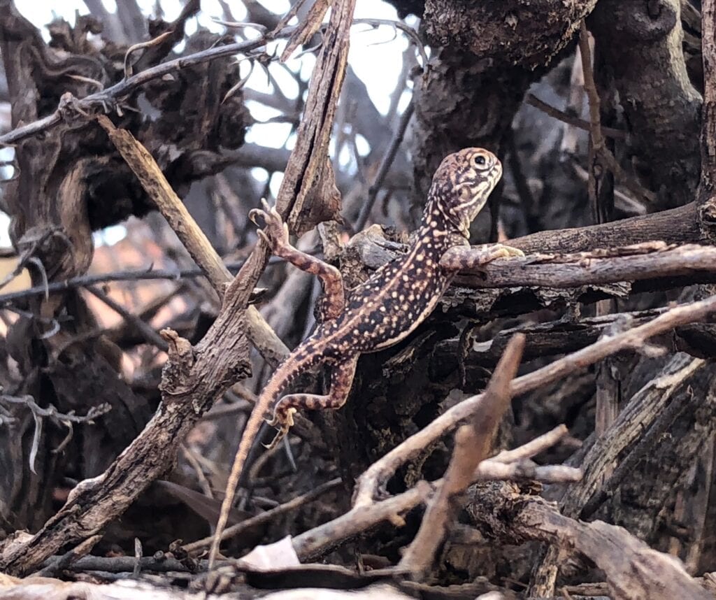 A central netted ragon posing on mulga twigs.