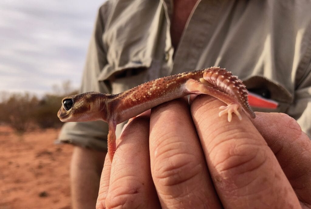 This knob-tailed gecko uses its tail to attract prey.