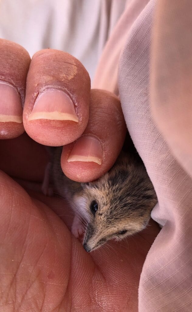 A cute fat-tailed dunnart hiding in the palm of my hand. Australian marsupials.