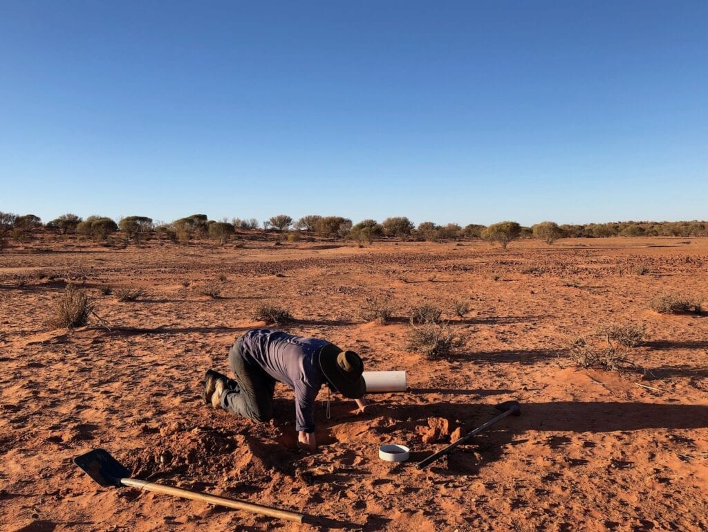 Digging pitfall traps. Australian marsupials.