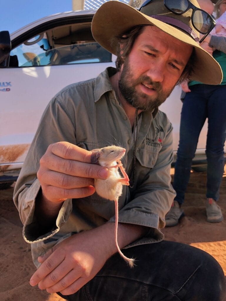 This dusky hopping mouse is one of the cutest Australian marsupials you'll ever see.