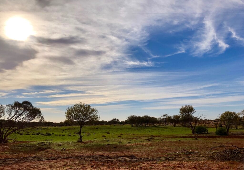 Less than 100km from the parched Sturt National Parks the rain had fallen and the country had come to life. Australian marsupials.