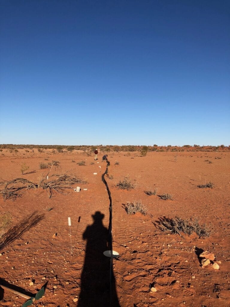 A completed pitfall trap. Australian marsupials.