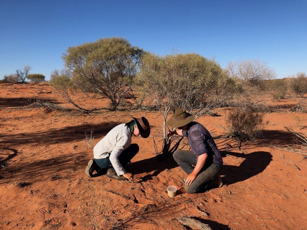 Digging an invertebrate trap.