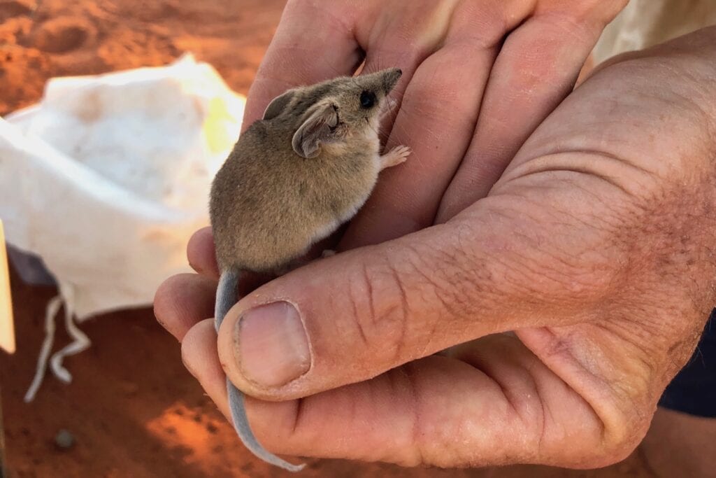 A fat-tailed dunnart. Australian marsupials.