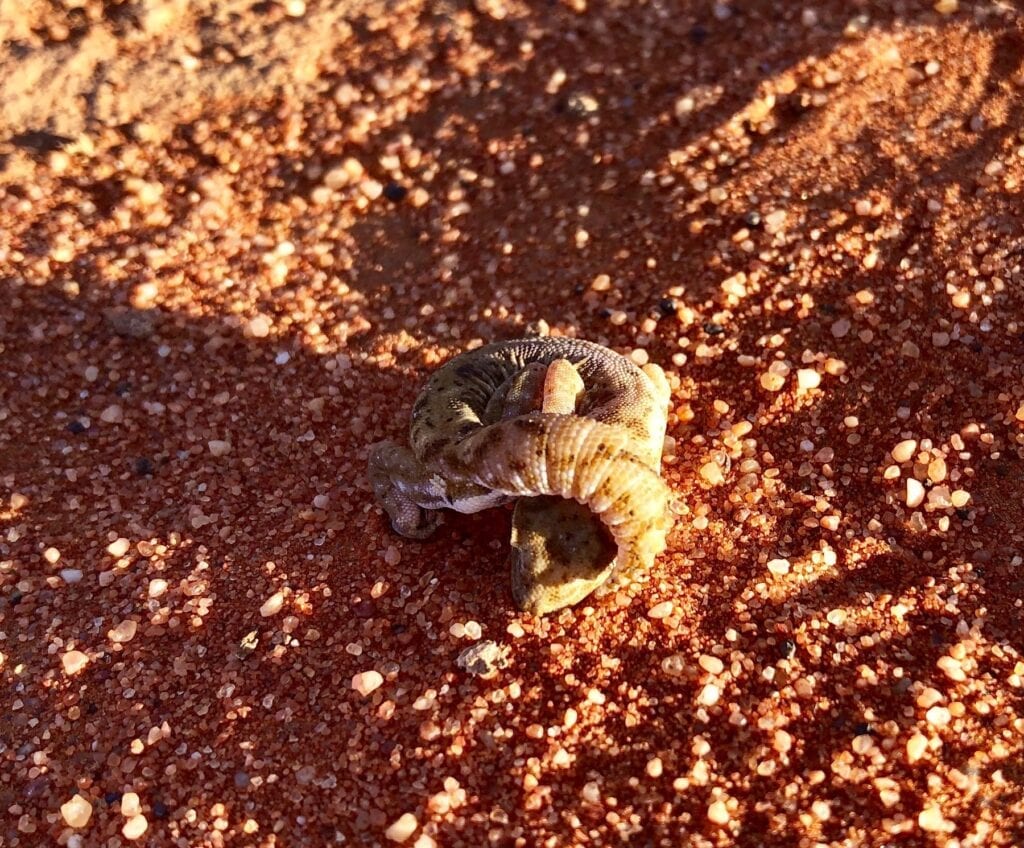 The tesselated gecko curls into a knot when threatened, imitating kangaroo poo.