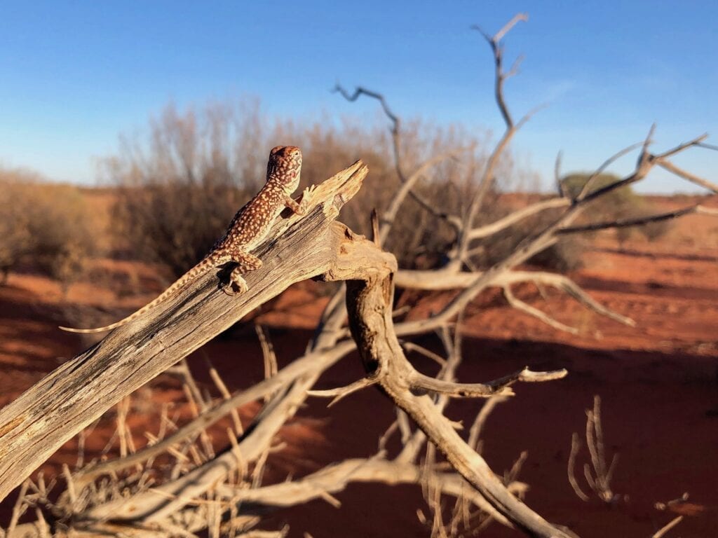 The central netted dragon posing on a mulga branch.