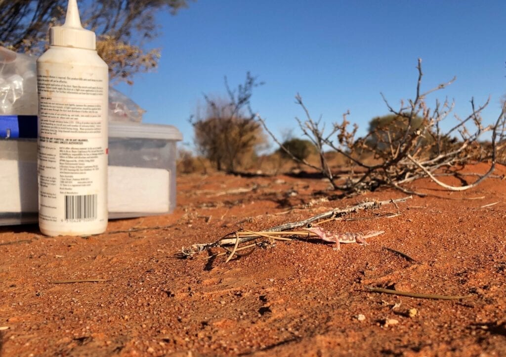 A tiny sand plain gecko.