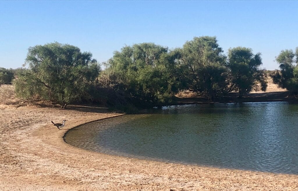 A pied cormorant, satisfied after a big meal of yabbies.