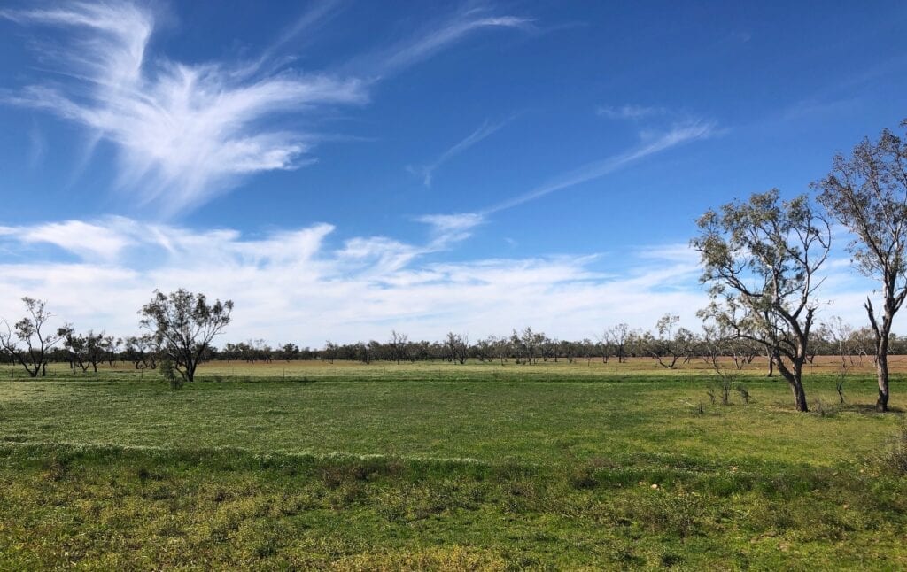 A carpet of green grass covers the floodplain. Cooper Creek QLD.