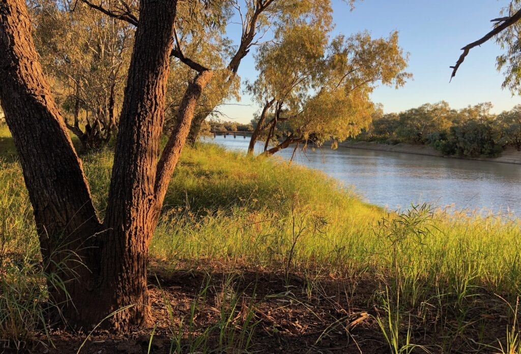 A tree showing the high water mark on the banks of Cooper Creek QLD.