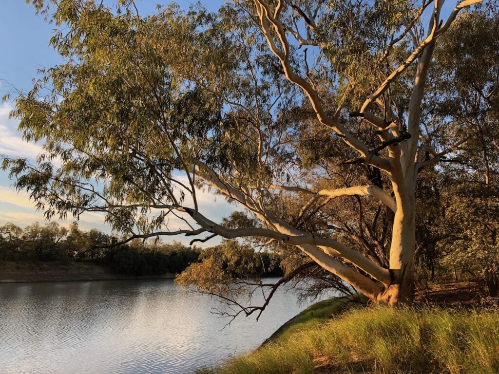 Beautiful gums line Cooper Creek QLD.