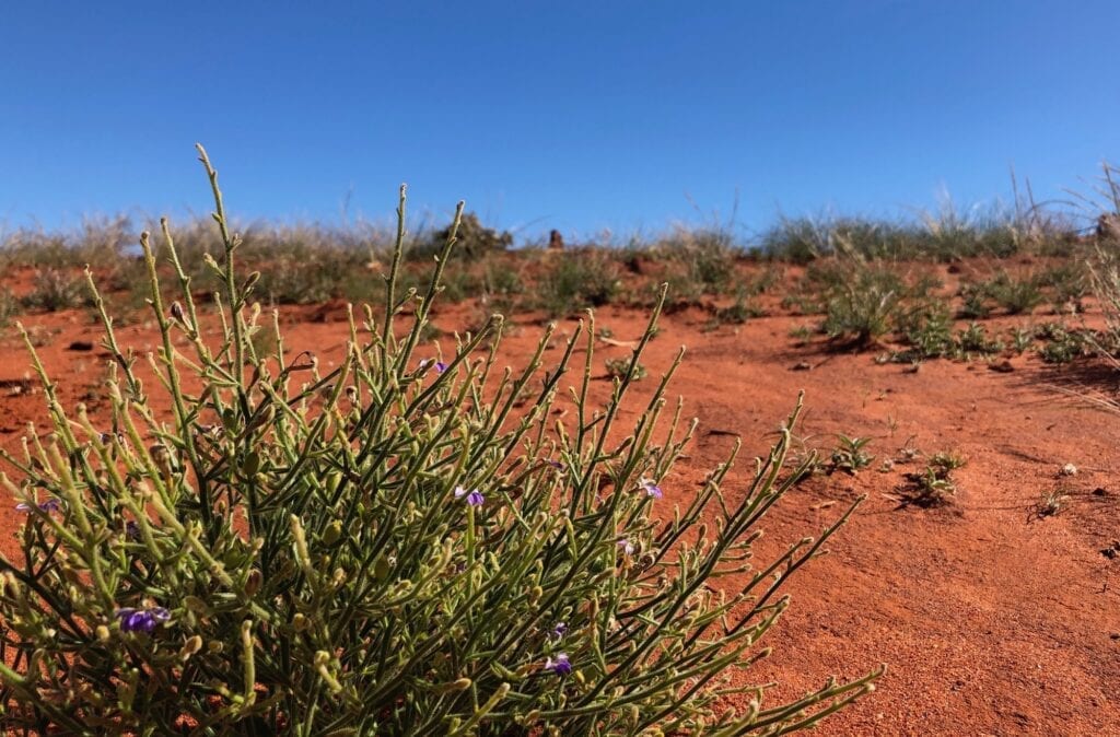 Beautiful desert flowers along the Sandover Highway.