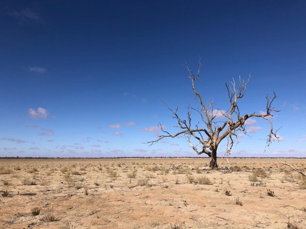 Dead coolabah tree on the lake bed. Lake Pinaroo, Sturt National Park NSW.