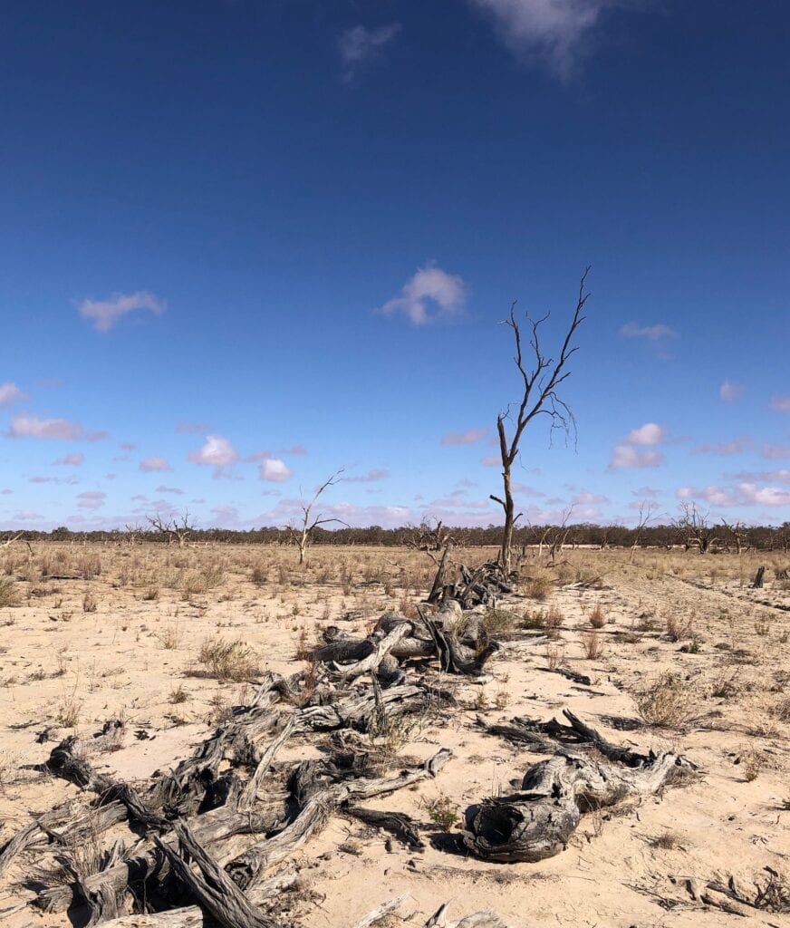 Remnants of a brushwood fence. Fort Grey campground, Lake Pinaroo, Sturt National Park NSW.