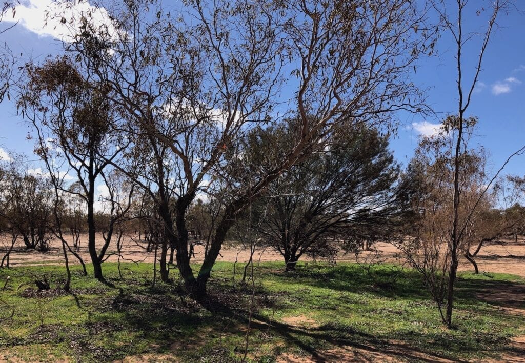 Green patches between the red sand dunes. Near Fort Grey campground, Sturt National Park NSW.