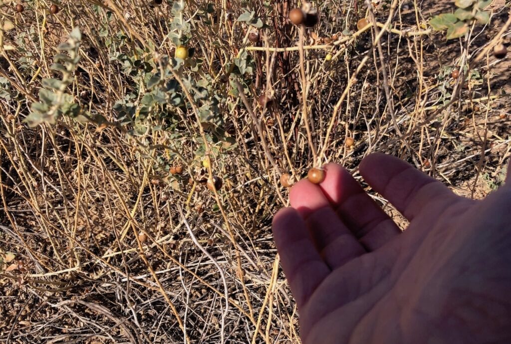 Nardoo, a bush food found in arid regions. Fort Grey, Lake Pinaroo, Sturt National Park NSW.