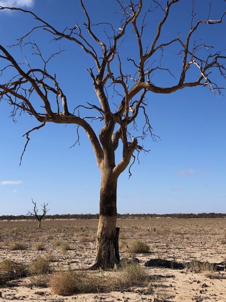 High water mark on dead coolabah tree. Lake Pinaroo, Sturt National Park NSW.