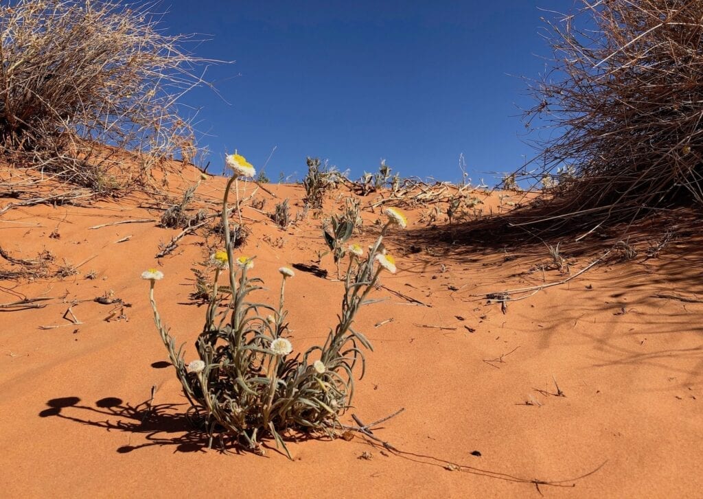 A wildflower growing on Big Red sand dune.