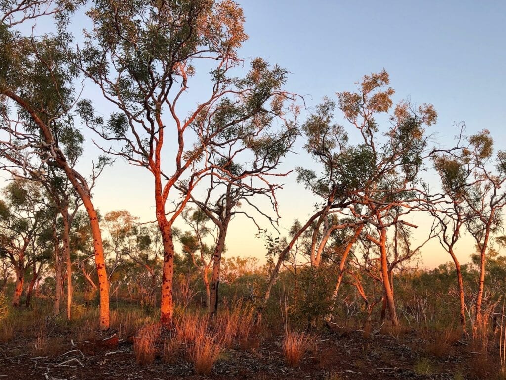 The salmon gums glowed in the late afternoon sunset. Broadarrow Track, Judbarra / Gregory National Park.