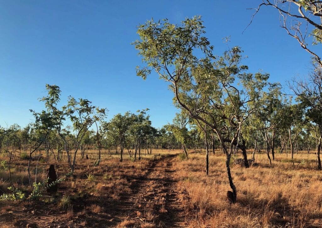 Heading south on the Wickham Track, Judbarra / Gregory National Park.