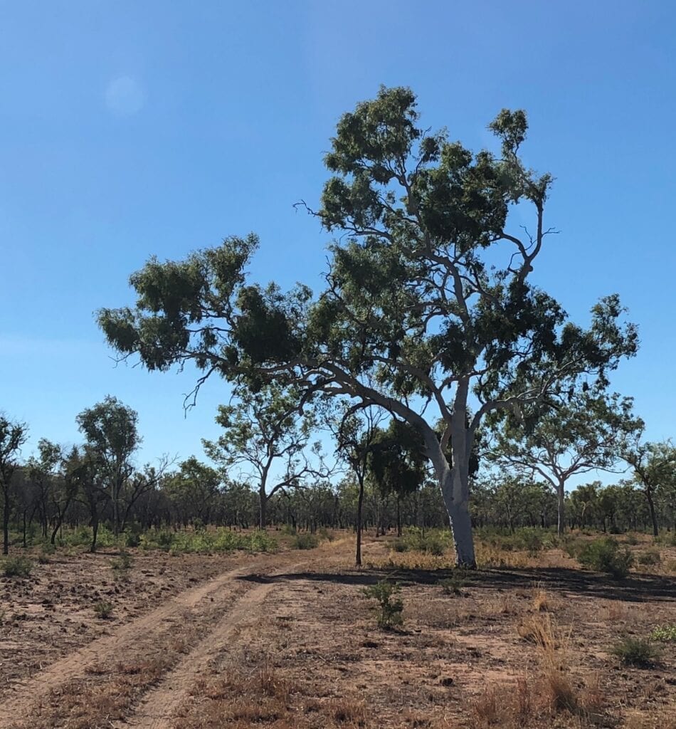 Following the Wickham River on the Wickham Track, Judbarra / Gregory National Park.