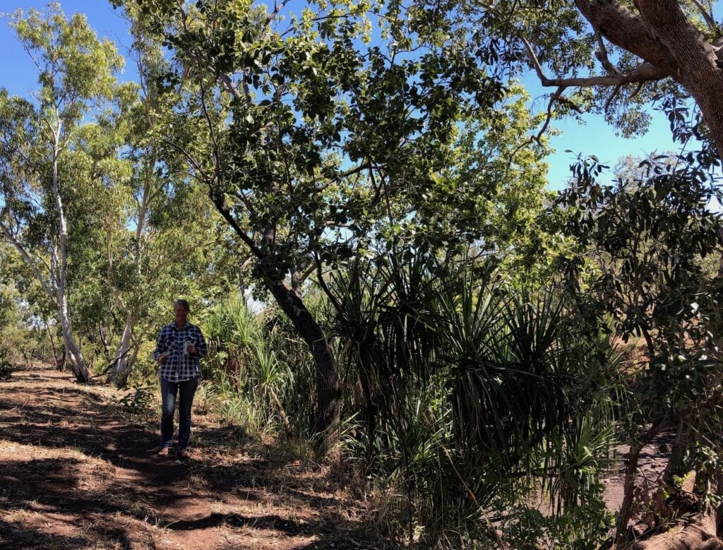 A pandanus-lined waterhole on the Gibbie Track, Judbarra / Gregory National Park.