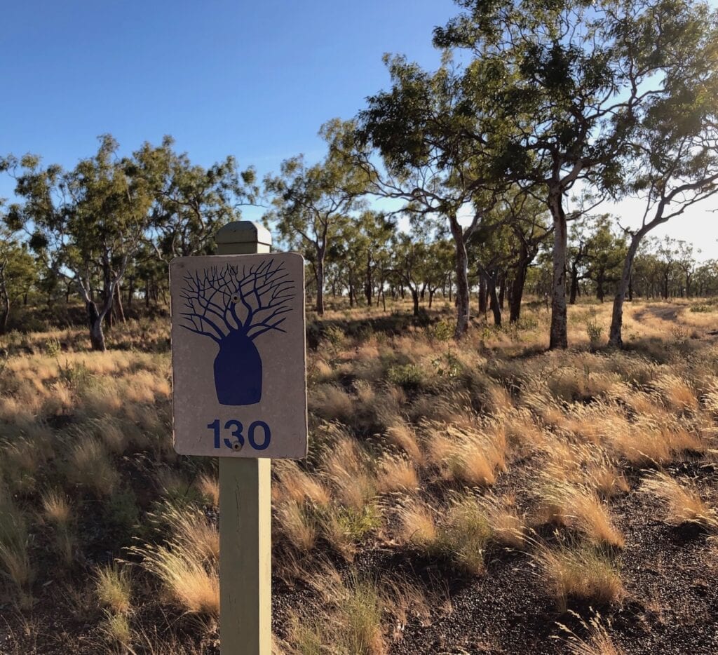 These boab distance markers are really useful on the tracks within Judbarra / Gregory National Park.