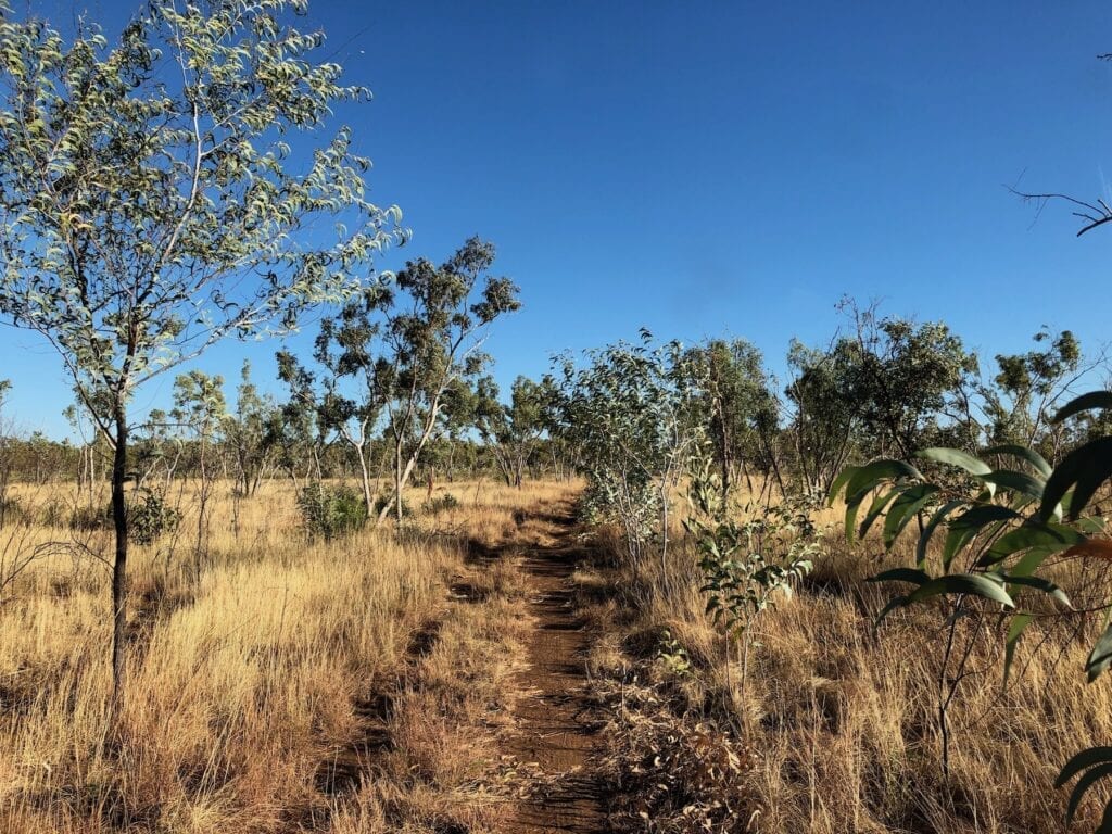 The tracks through the southern end of Judbarra / Gregory National Park are nothing more than rough two-wheel tracks through the scrub.