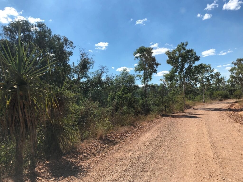 Palms appearing beside the Roper Highway, between Roper Bar and Borroloola.