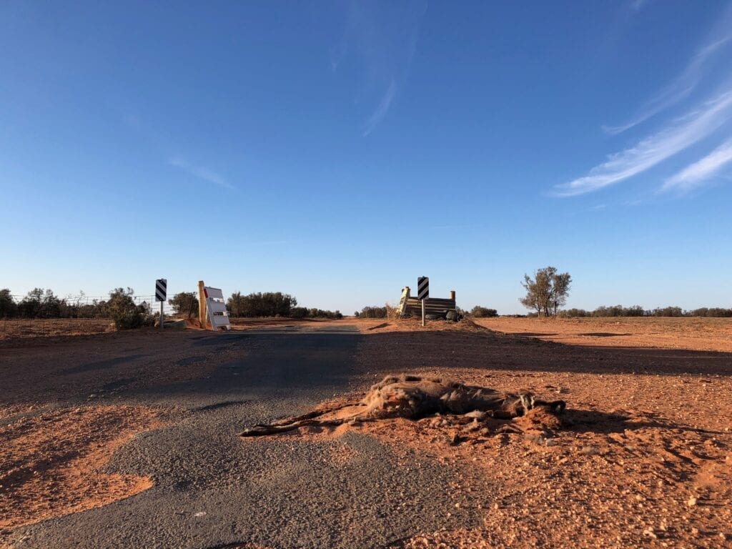 Bare ground and dead kangaroos on the western side of the lower Darling River.